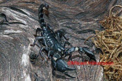 Heterometrus cyaneus