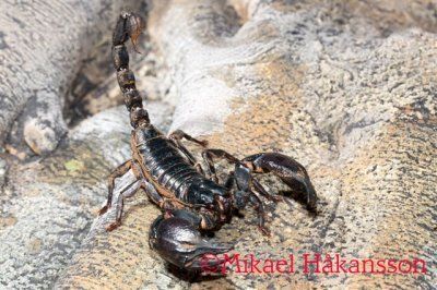 Heterometrus petersii skorpioni