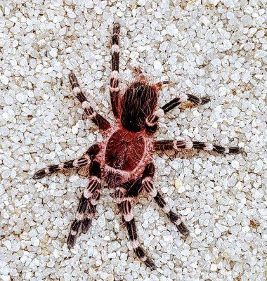 Acanthoscurria geniculata brasilian valkopolvi tarantula tarantella