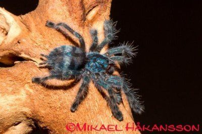 Avicularia versicolor Caribena versicolor The Antilles pinktoe tarantula