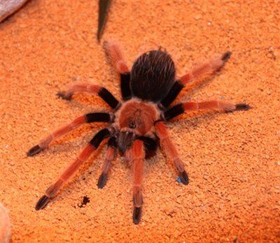 Brachypelma boehmei