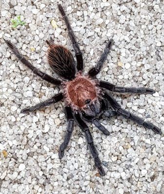 Brachypelma kahlenbergi