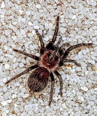 Brachypelma angustum