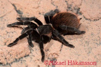 Brachypelma vagans helppo hämähäkki