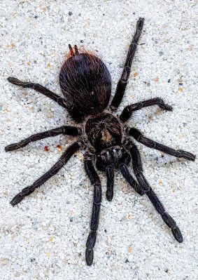 Phormictopus auratus Cuban Bronze Tarantula