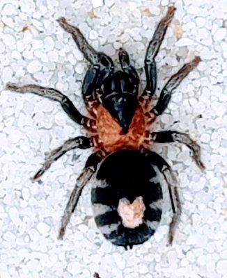 Cyriocosmus elegans Trinidad Dwarf tarantula