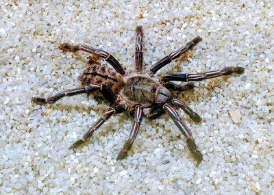 Haplopelma albostria hämähäkki tarantula pori