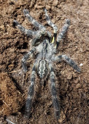 Poecilotheria regalis