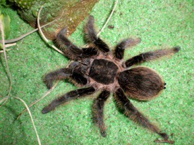 Lasiodora parahybana Brasiliantarantula pori