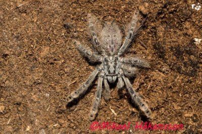 Heteroscodra maculata