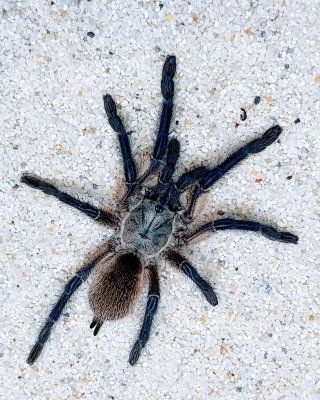 Monocentropus balfouri