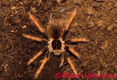 Megaphobema robustum