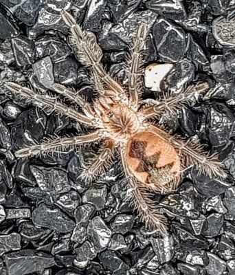 Pamphobeteus sp platyomma