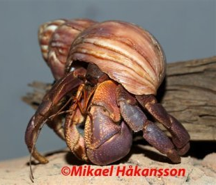 Coenobita brevimanus erakkorapu