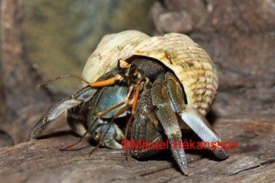 Coenobita rugosus erakkorapu