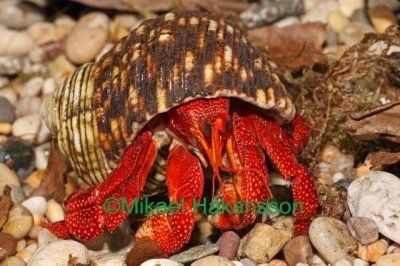 erakkorapu Coenobita perlatus