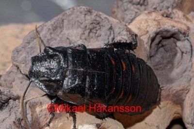 Madagaskarintorakka Gromphadorrhina portentos  Hinta: 3,50€ / kpl             17,00 / 10kpl