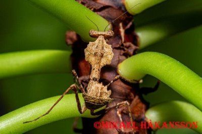 kummitussirkka Sungaya inexpectata sirkat pori porista eläinkauppa lemmikki