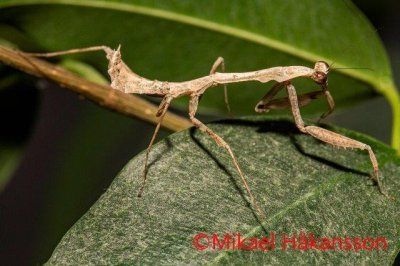 Sphodromantis lineol rukoilijasirkka