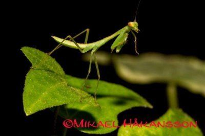 Brancsikia freyi rukoilijasirkka