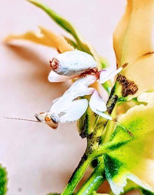 Orkidearukoilijasirkka