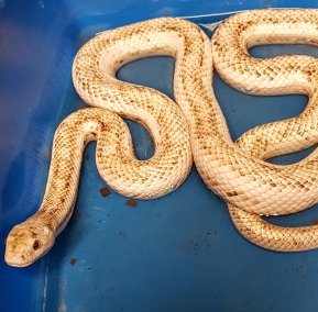 Pantherophis obsoletus rottakäärme