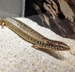 Chalcides ocellatus silmäskinkki myydään