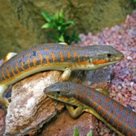 Berberinskinkki Berberiskinkki Mandariiniskinkki  Eumeces schneideri myydään pori