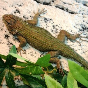 Aavikkopiikkileguaani Vihreä (Sceloporus malchitus pori