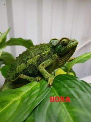 Jacksoninkameleontti Trioceros jacksonii myydään kameleontti pori