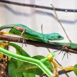 Green Tree Lizard Gastropholis prasina vihreä puu lisko