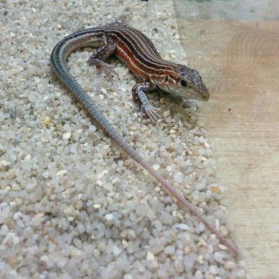 Cnemidophorus deppi lisko