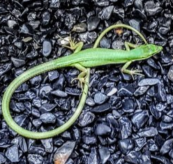 Takydromus smaragdina