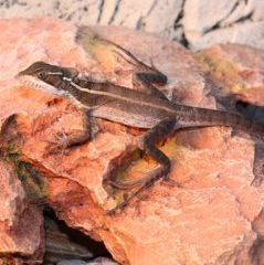 Juovabasiliski (Basiliscus vittatus)