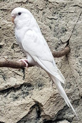 undulaatti pori valkoinen myydään kasvattaja eläinkauppa