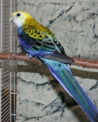 Platycercus adscitus vaalearosella myydään kasvattaja pori