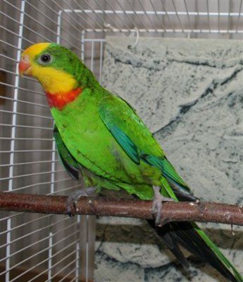 loistokaija Polytelis swainsonii