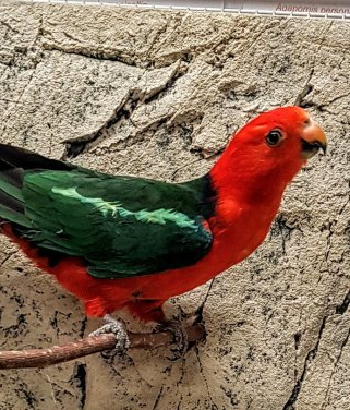 Australiankuningaskaija Alisterus scapularis