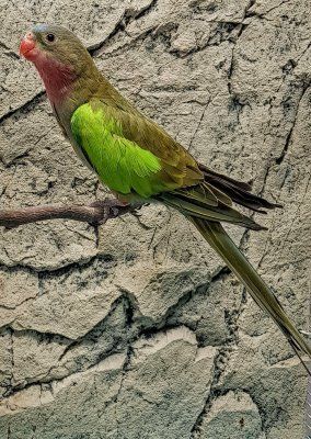 Aavikkoloistokaija Polytelis alexandrae  uros naaras