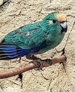 Cyanoramphus novaezelandiae Uudenseelanninviherkaija myydään poikasia