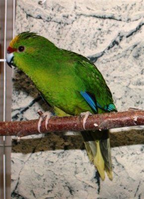 Cyanoramphus auriceps kruunuviherkaija