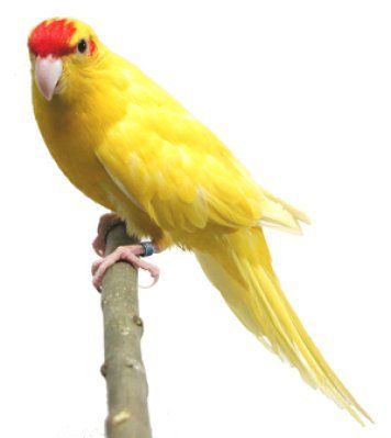 Cyanoramphus novaezelandiae  Väri: keltainen Uudenseelanninviherkaija