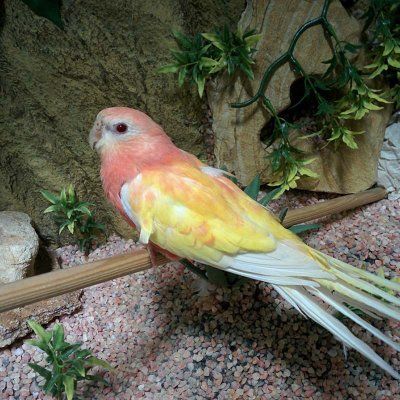 siniruohokaija Neophema chrysostoma