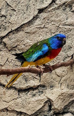 Punaruohokaija Neophema splendida  Hinta: 170€