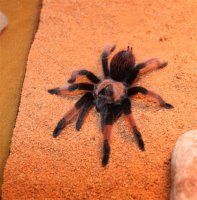 Brachypelma emilia