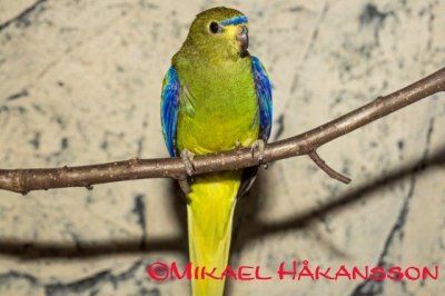 Isoruohokaija (Neophema elegans)