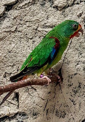 Tasmaniankaija (Lathamus discolor)