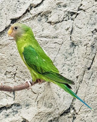 Psittacula cyanocephala luumupääkaija myydään pori suomesta kasvattaja sell