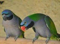 Psittacula derbiana tiibetinkaija