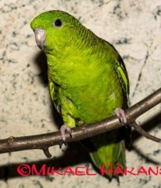 Raita-aratti Bolborhynchus lineola  Väri: vihreä Hinta: 115€ myydään